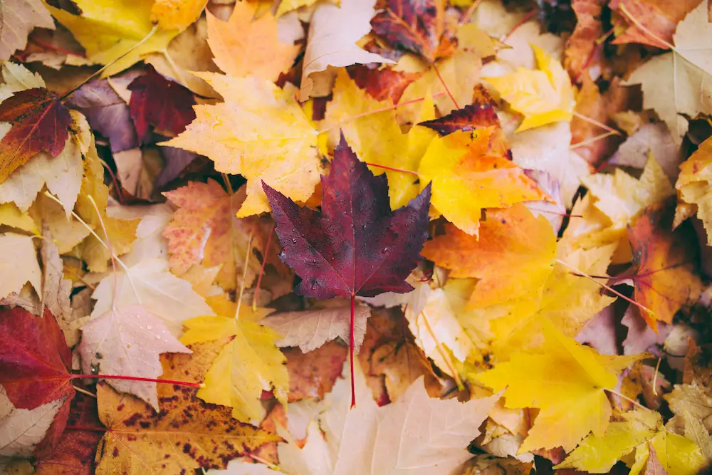 autumn leaves